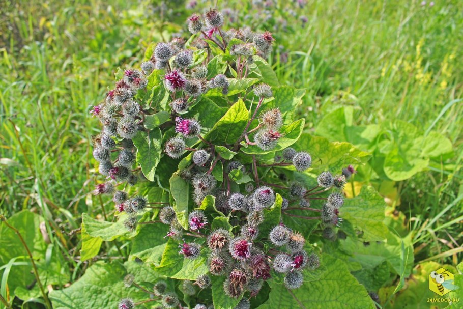 Лопух паутинистый семена