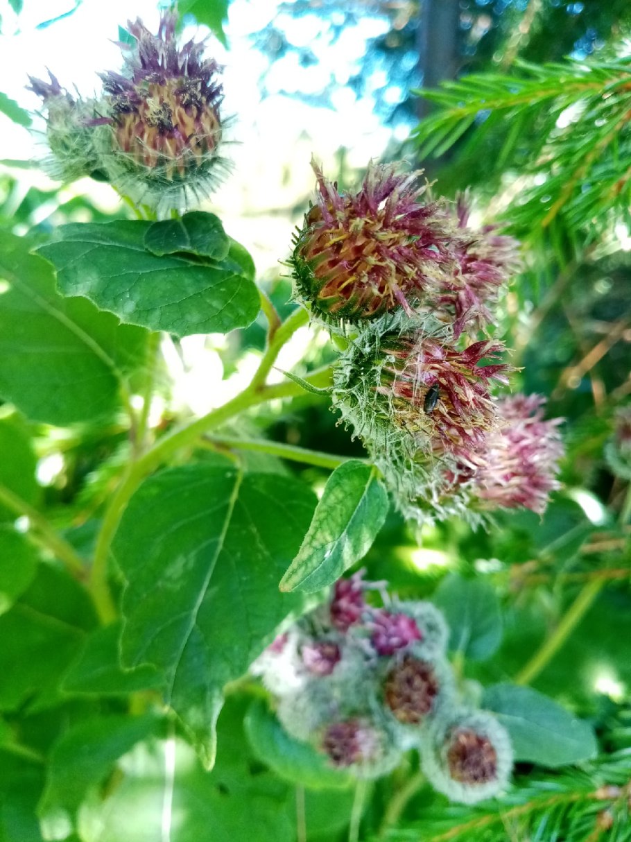 Репейник цветок