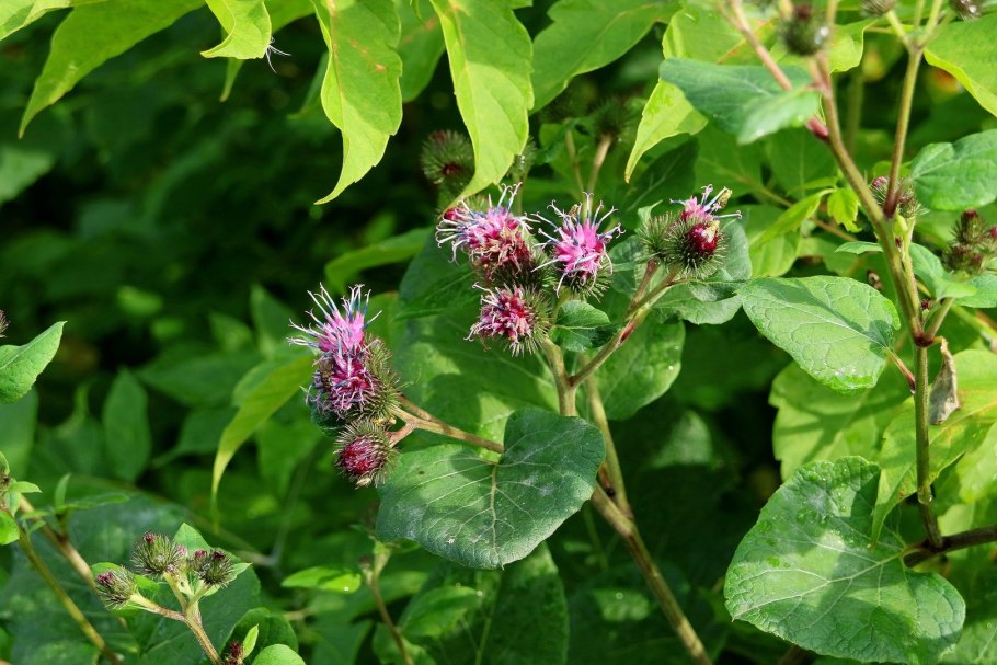 Бодяк болотный