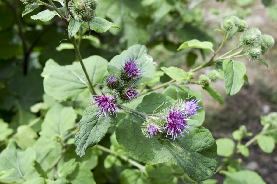 Репейник луговой