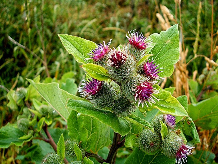 Лопух arctium lappa