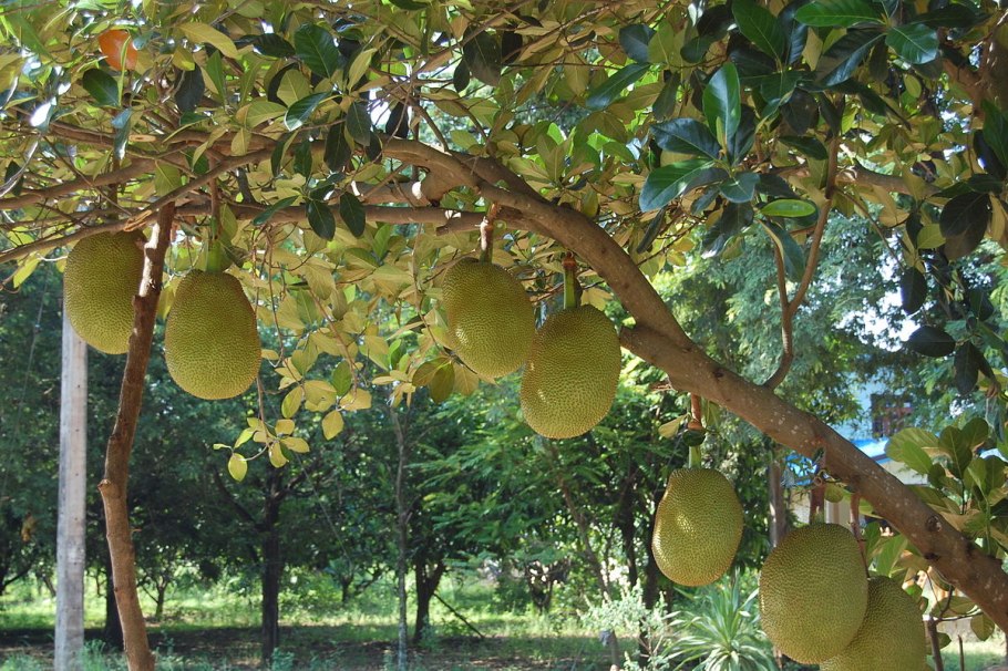 Artocarpus communis