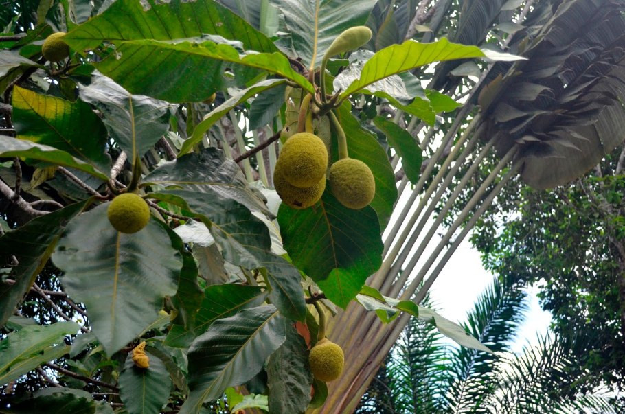 Хлебное дерево Artocarpus altilis