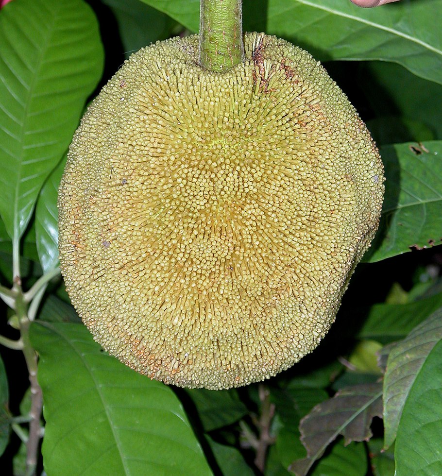 Маранг фрукт