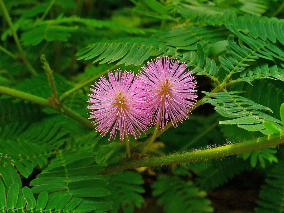 Mimosa pudica (Мимоза)