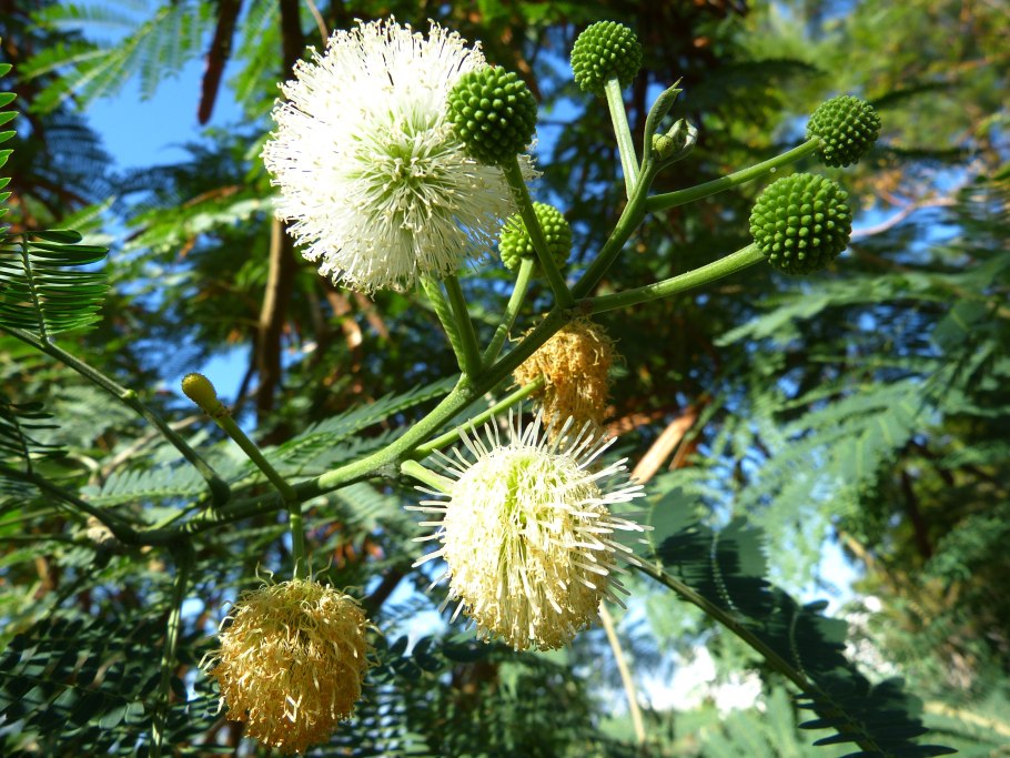 Альбиция lophantha