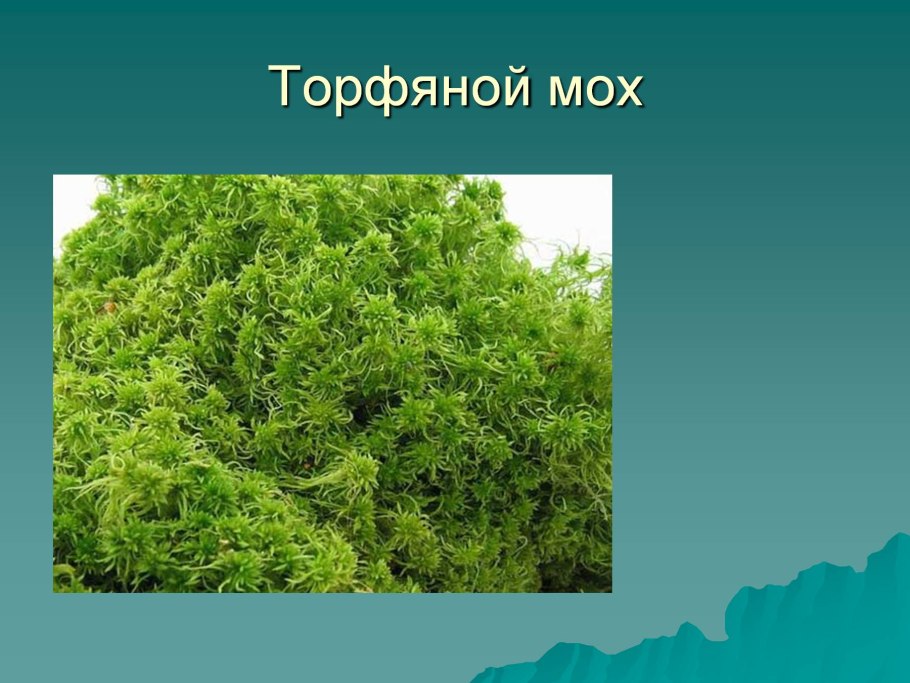 Мхи сфагнум эпифитная