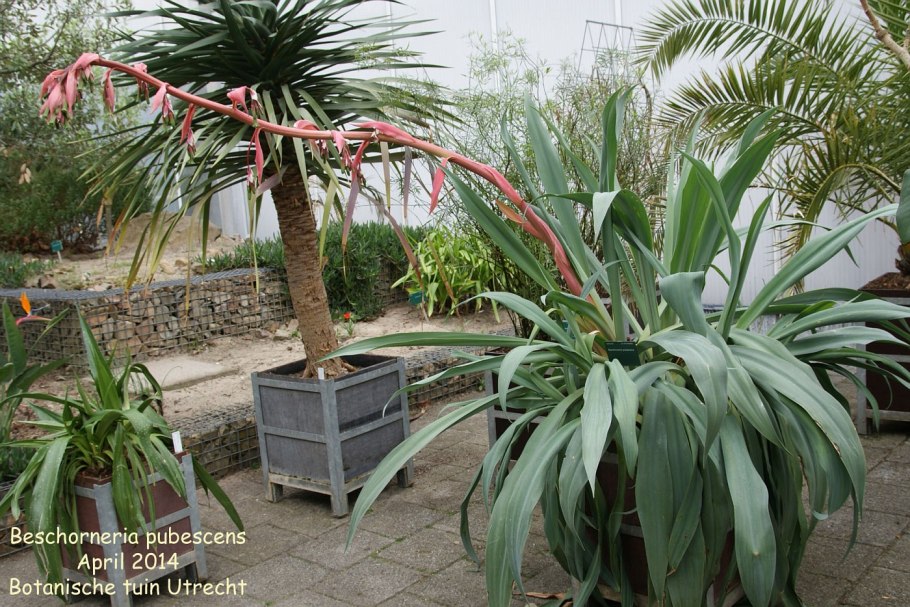 Agave cupreata