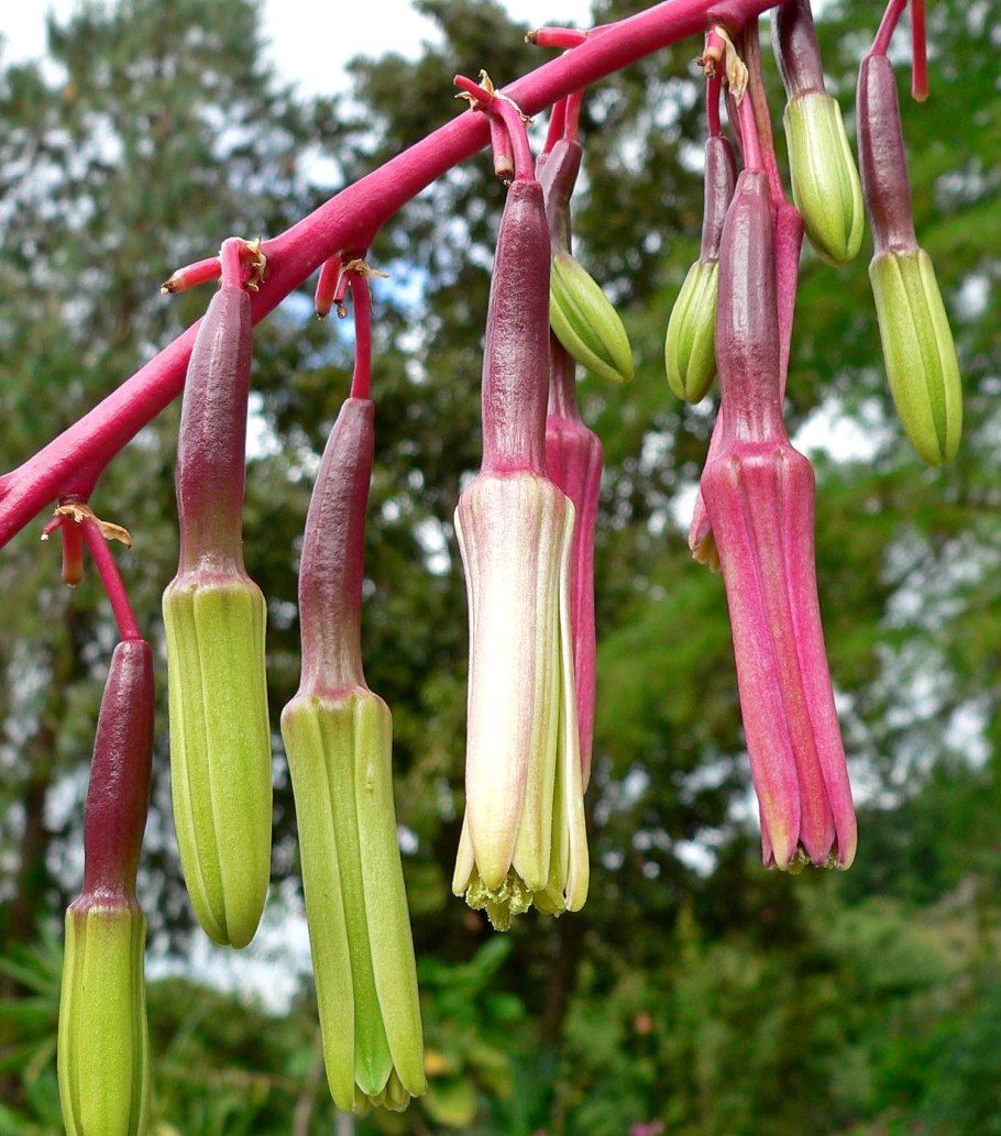Агава прицветниковая (лат. Agave bracteosa)