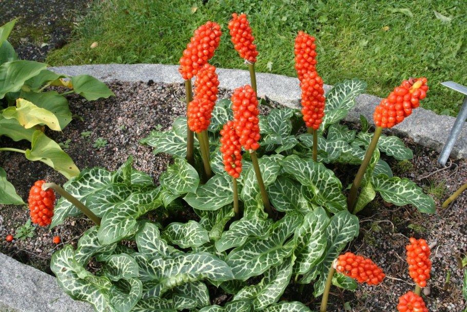 Аронник arum Italicum
