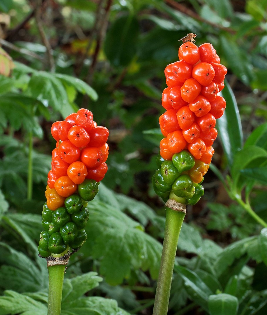 Аронник arum Italicum