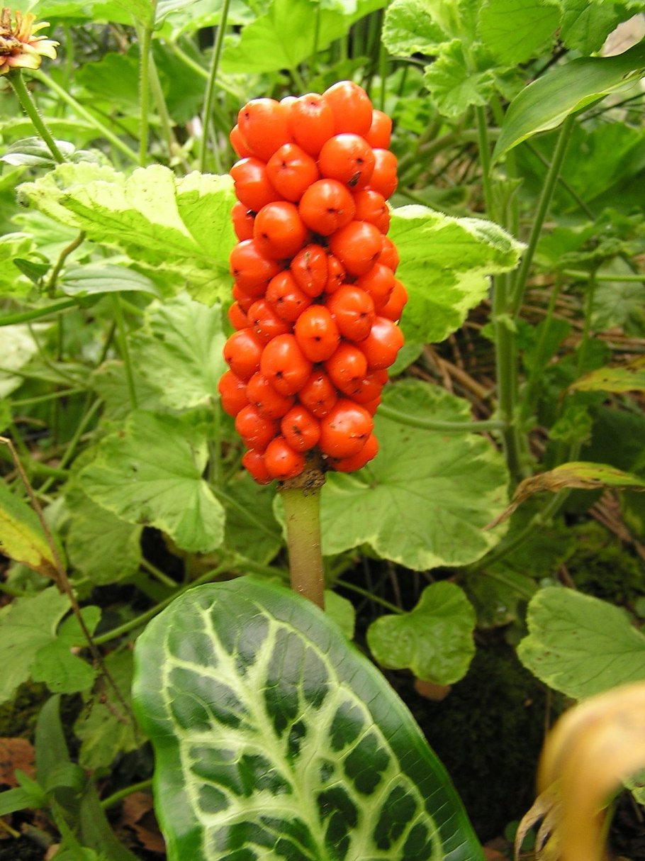 Аронник maculatum