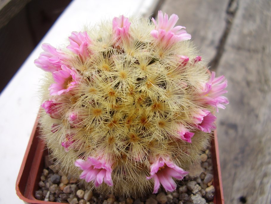 Маммиллярия Кармен Mammillaria carmenae