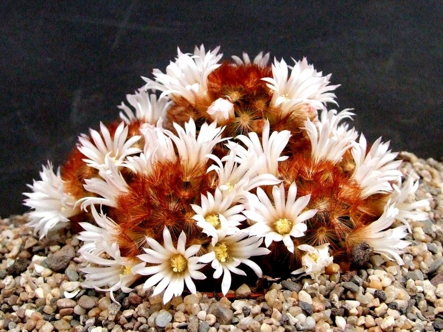 Маммиллярия Кармен (Mammillariа carmenae)