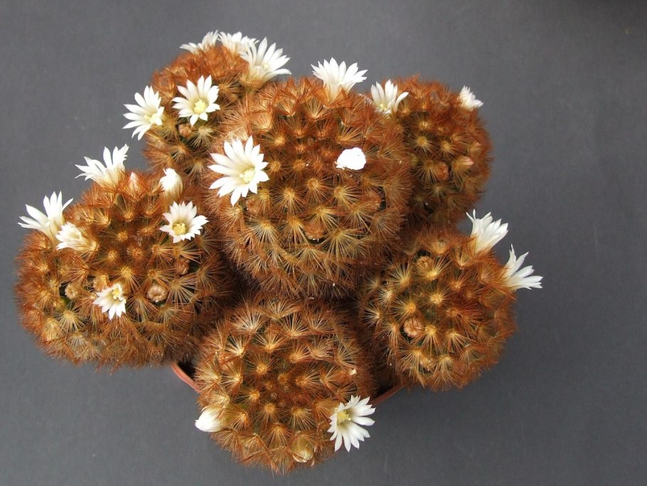 Mammillaria carmenae