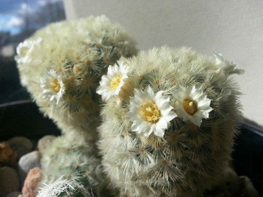 Маммиллярия Кармен Mammillaria carmenae