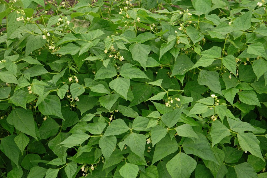 Фасоль (Phaseolus)