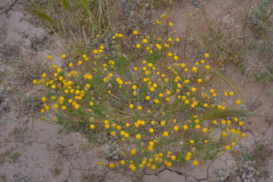 Aaronsohnia factorovskyi