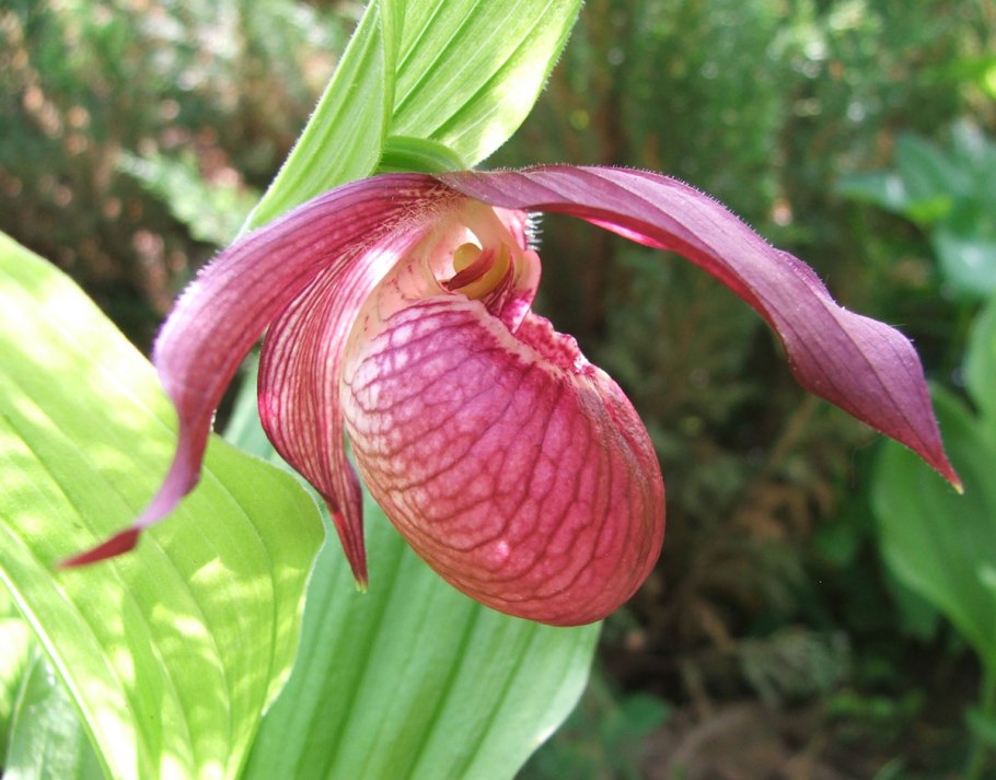 Венерин башмачок Cypripedium calceolus