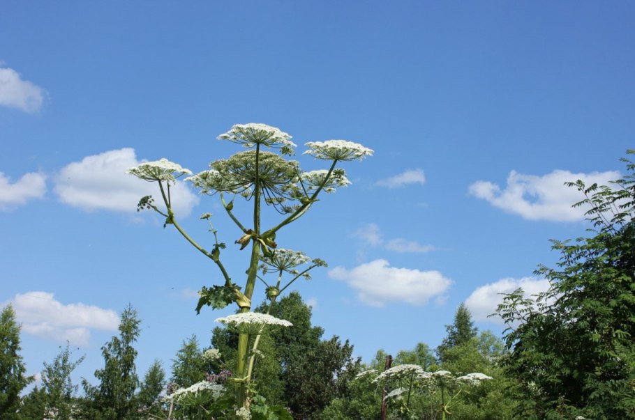 Борщевик обыкновенный