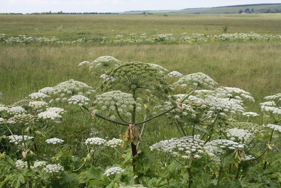 Сибирский борщевик