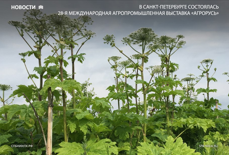 Борщевик или болиголов