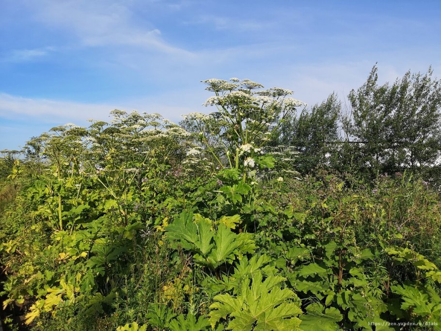 Борщевик сосновского плод