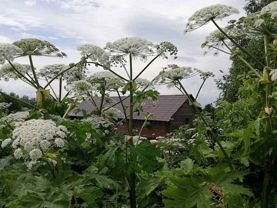 Борщевика сосновского