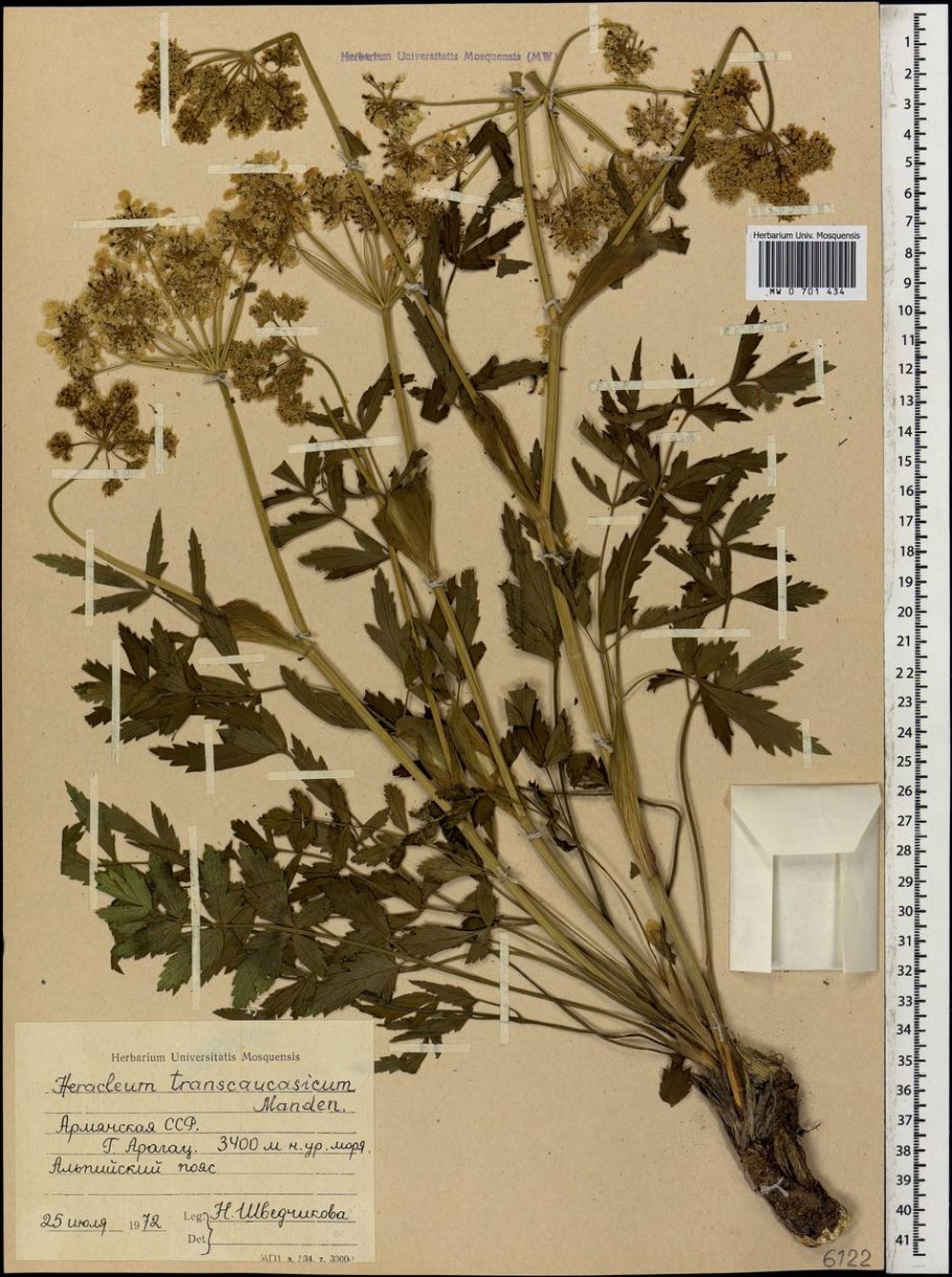 Pleurospermum camtschaticum