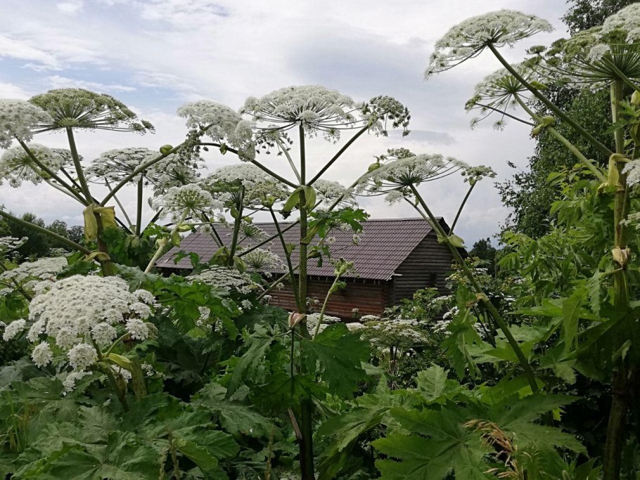 Пикан борщевик сибирский