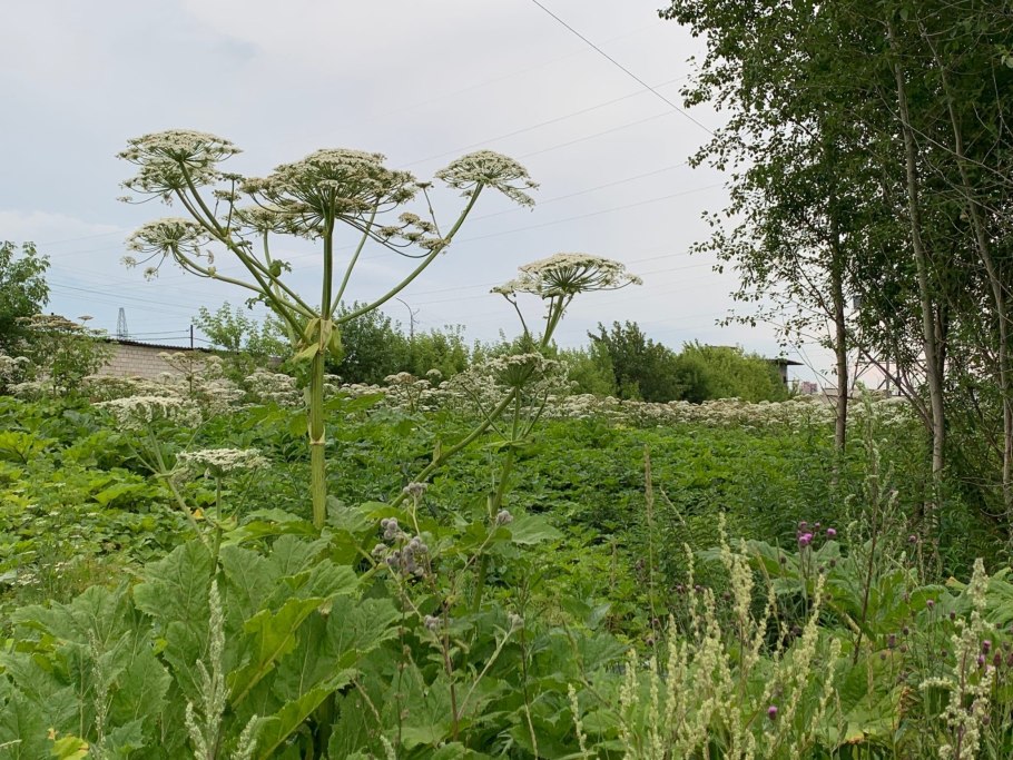 Борщевик сосновского ядовитое растение
