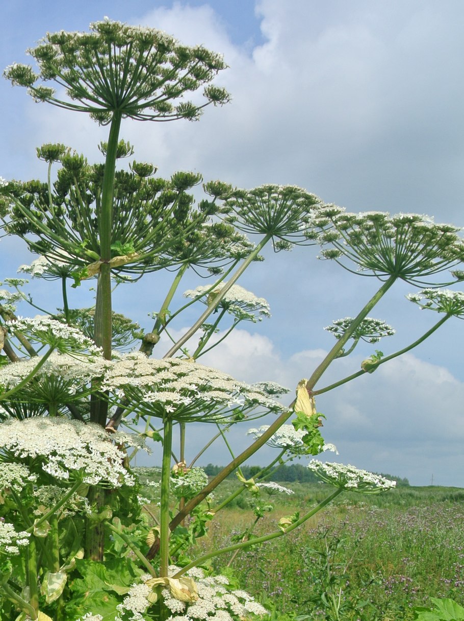 Ядовитый борщевик сосновского