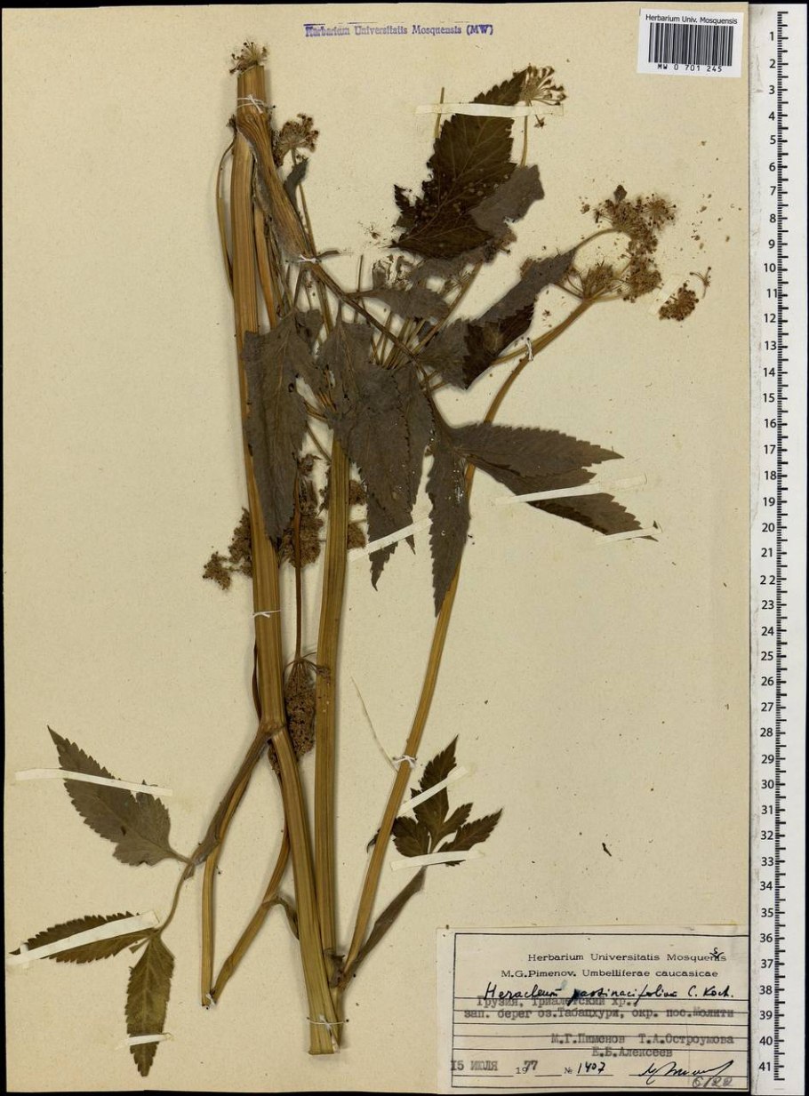 Таволга вязолистная