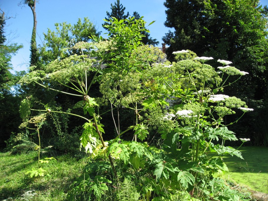 Heracleum mantegazzianum