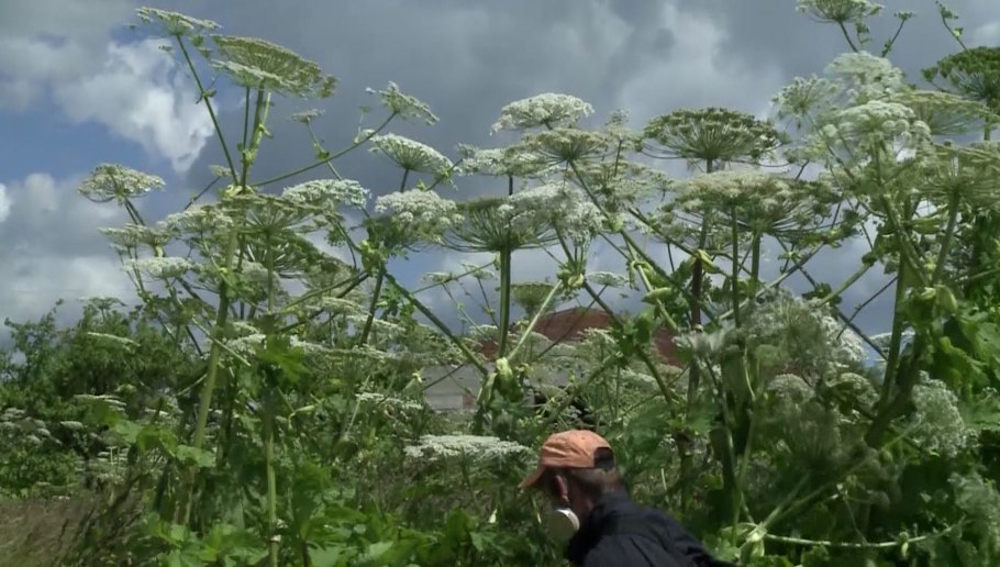 Ядовитый борщевик