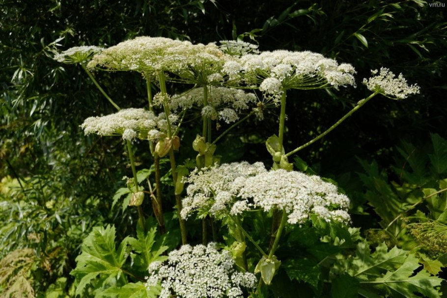 Борщевик растение