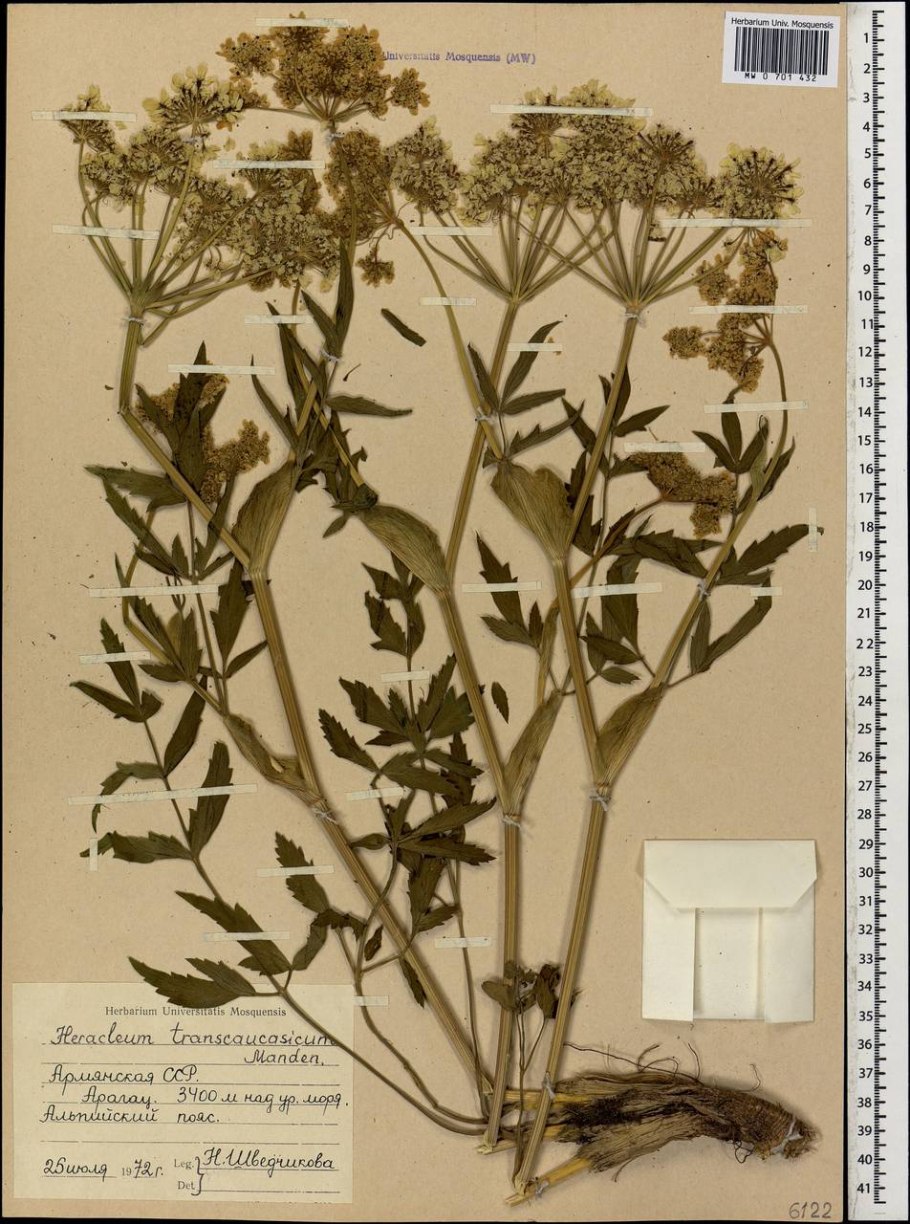 Реброплодник камчатский