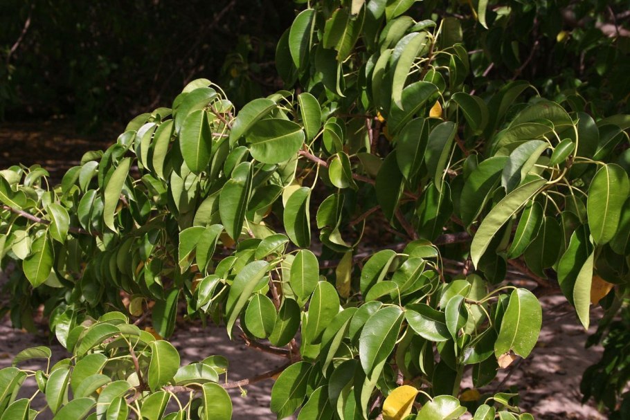 Cerbera odollam