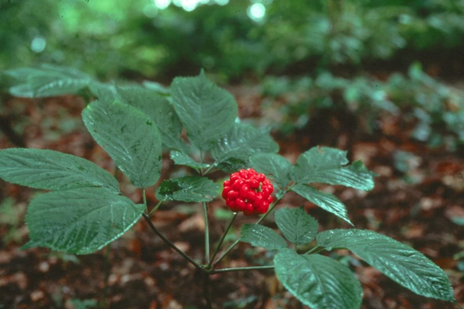 Женьшень настоящий (Panax Ginseng)