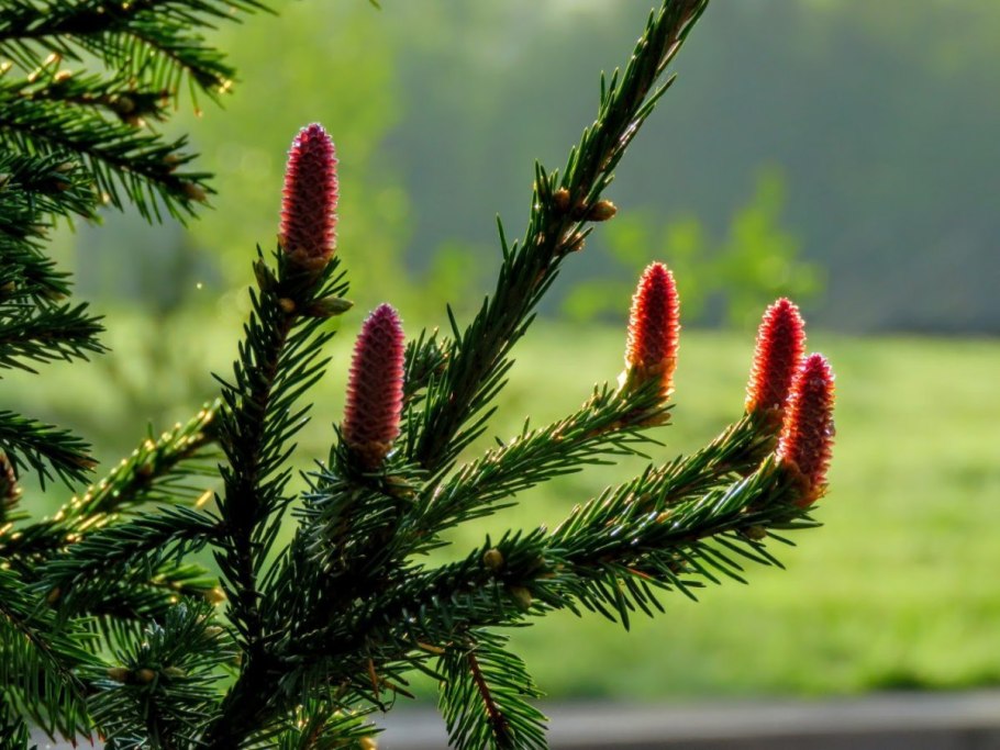 Пихта Сибирская Abies sibirica