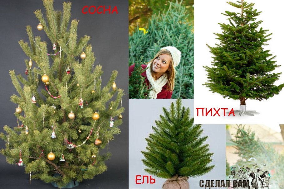 Пихтовая ветка с шишками фото