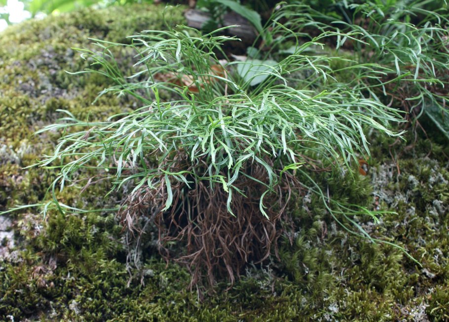 : Костенец Северный Asplenium Septentrionale (l.) Hoffm