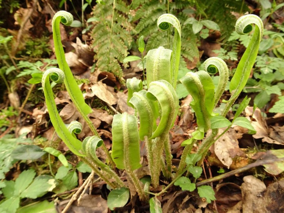 Асплениум Asplenium scolopendrium undulatum