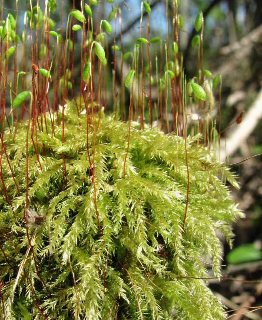 Sphagnum rubellum