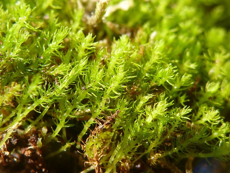 Мох takakia lepidozioides