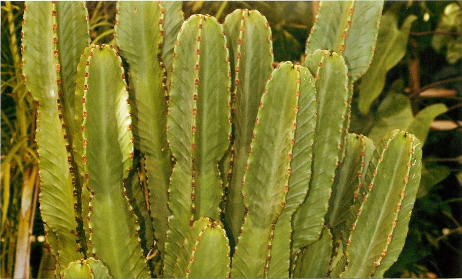 Молоча́й смолоно́сный (Euphorbia resinifera)