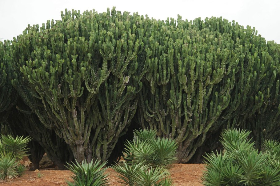 Молоча́й смолоно́сный (Euphorbia resinifera)