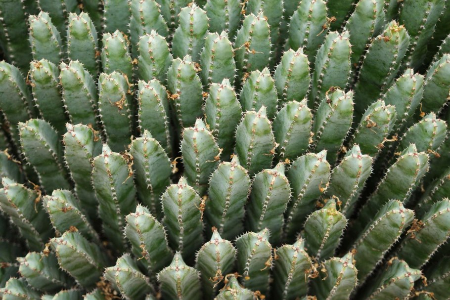 Молоча́й смолоно́сный (Euphorbia resinifera)