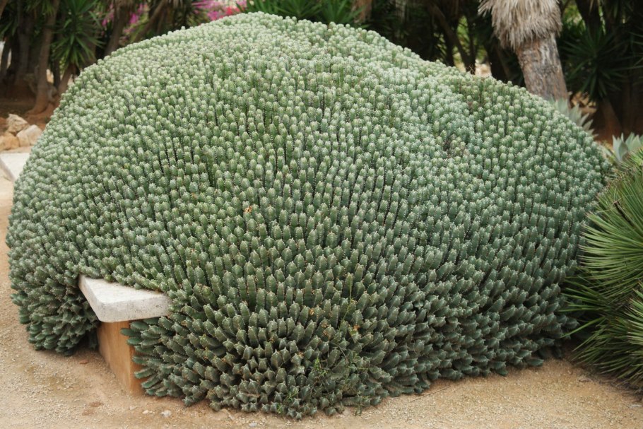 Молоча́й смолоно́сный (Euphorbia resinifera)
