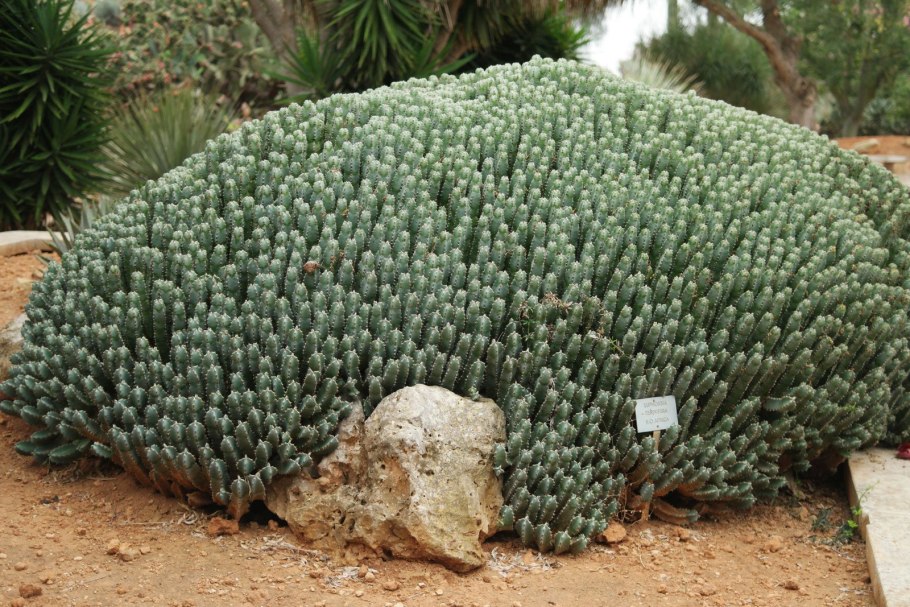 Euphorbia resinifera — эуфорбия резинифера